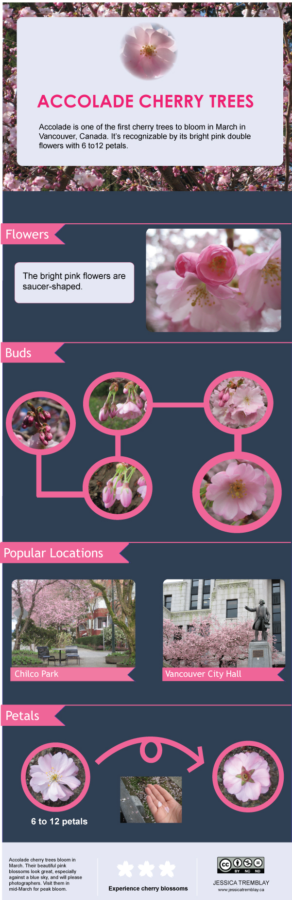 accolade cherry blossoms infographics